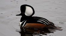 Sea Ducks - Hooded Merganser